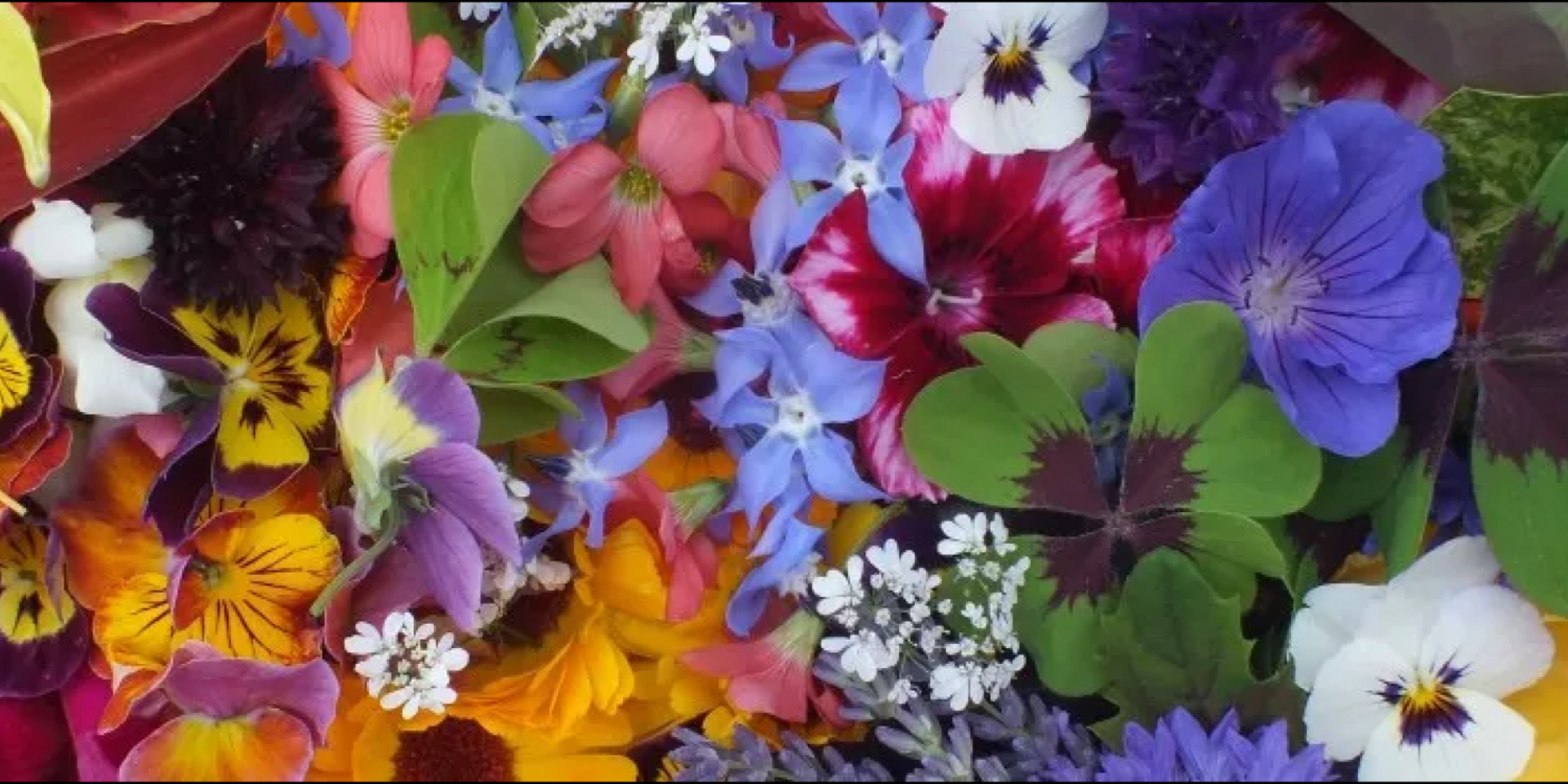 Edible Flowers for Your Garden